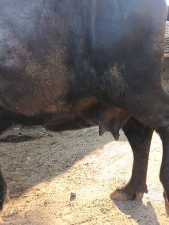 વેસવાની