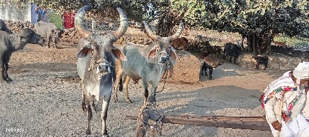 ગોઢલા વેચવાના છે