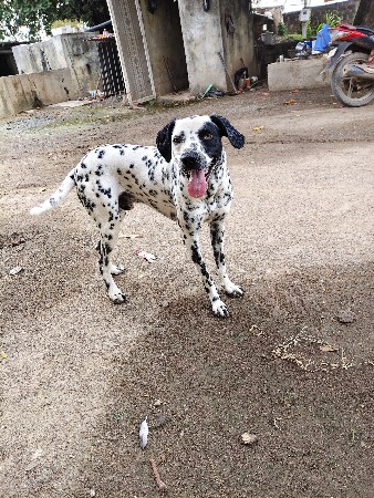 ડાલમેશીયન મેલ