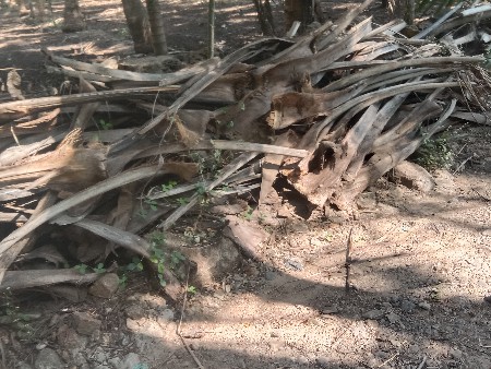 આ કિશોળા દેવાના છે નારીયેલીના તાલા