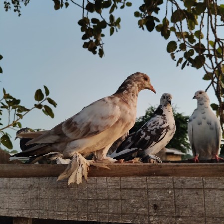 थंबनेल 2