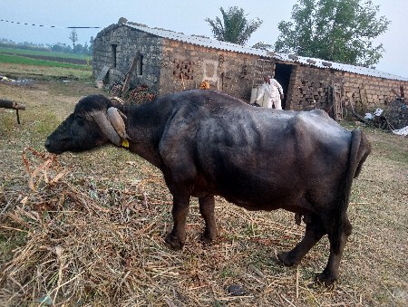 ભેંસ વેચવાની સે