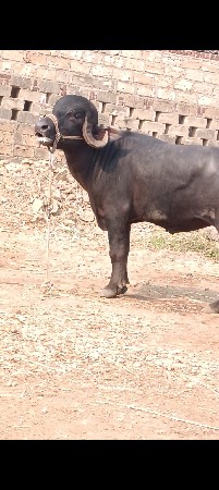 પાડૉ વૅચવાનૉ છે