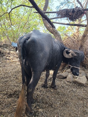 थंबनेल 3