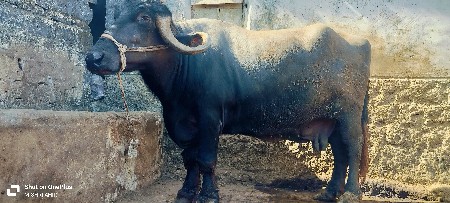 थंबनेल 3