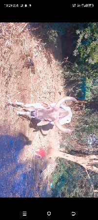 14000 રૂપિયા કિંમત ભરત હાલતા છે