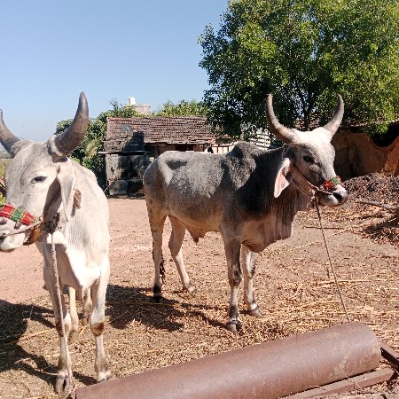 ગોઢલા વેચવાના છે