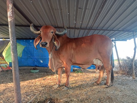 વેચવાની છે