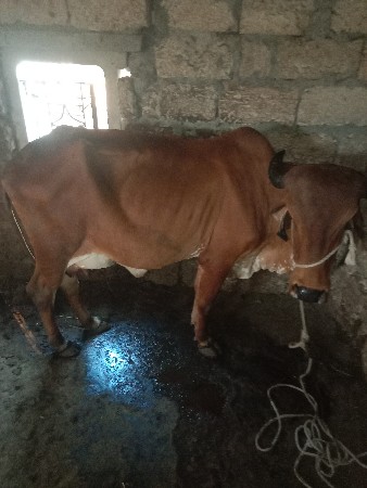 ગિર.ગાય.આજે.વયાણિ.બીજુ.વેટર.