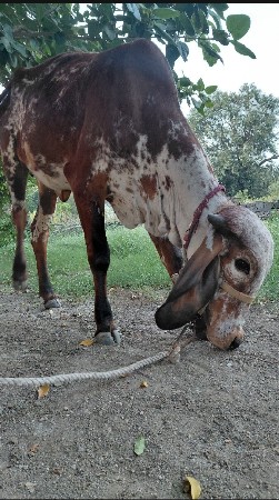 थंबनेल 3