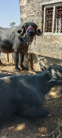 પેલાં વેતર માં ખડાય છે