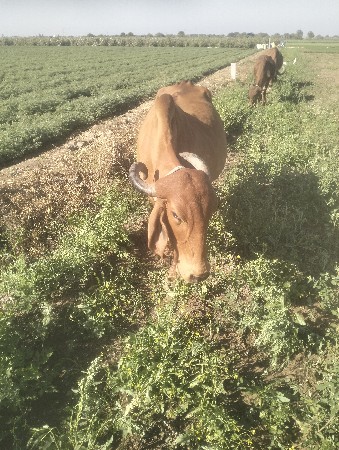 આ ગાય વેસવા ની છે 4 વેતર છે 5.5લીટર