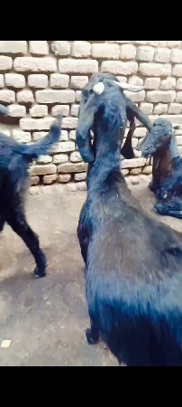 थंबनेल 3