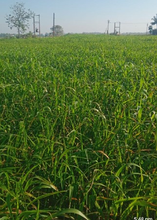 લીલી જુવાર ..5.  વિઘા