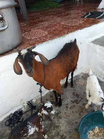 પતિરી બકરી