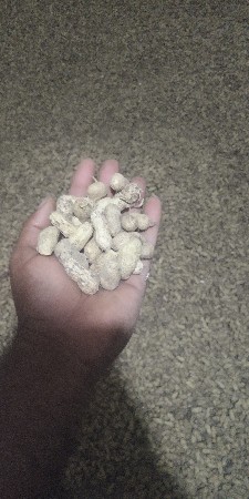 માડવી કોરાળી છે