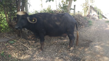 ભેંસ વેચવાની છે