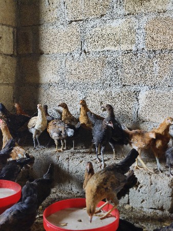 થંબનેલ 3