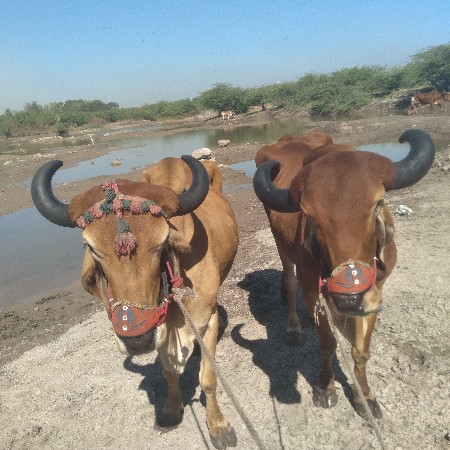 थंबनेल 3