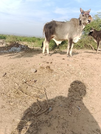 આ આંખો વેચવાનો