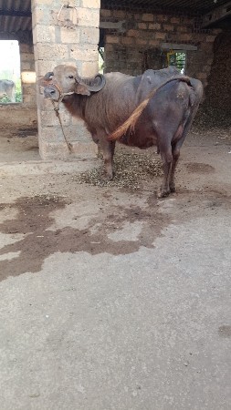 थंबनेल 3