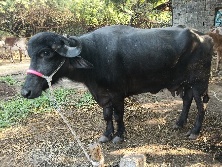 ભેંસ વેચવાની છે