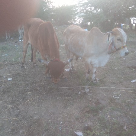 थंबनेल 2