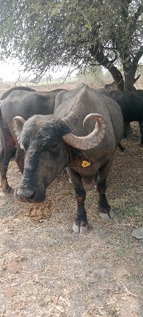 9723197610 ફોન કરો