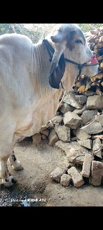 ગોઢલો વેચવા નો છે