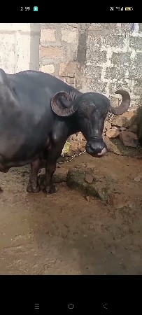 આ ભેંસ વેચવાની છે