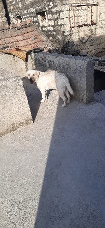 લેબ  મેલ  મીટીંગ માટ  છે