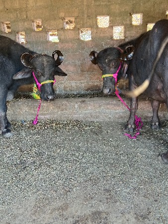 સાટાપણકરવાનાછે