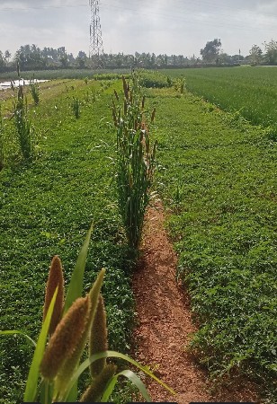 મરચી નો રોપ વેચવાનો છે