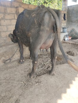 ભેંસ વેચવાની છે