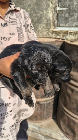 ગલૂડિયાં જર્મન સફર