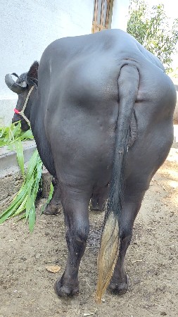 બીજા વેતર માં છે