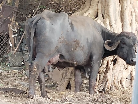 थंबनेल 2