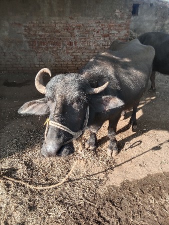 थंबनेल 3