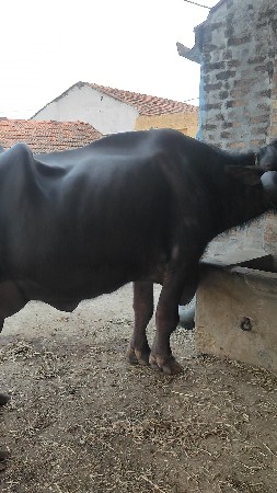 ભેંસ લેવેચ માટે મળો