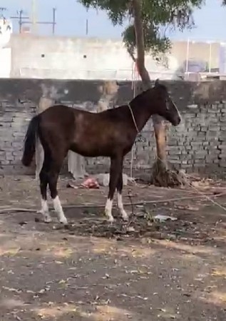 थंबनेल 2