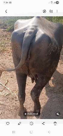 બીજુવેતરતસાડાતનલીટરદુધદોવામાસોજી