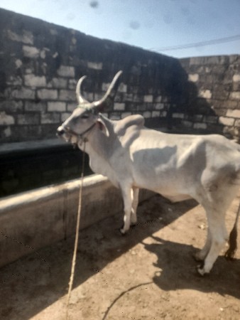 ધીરુભાઈ