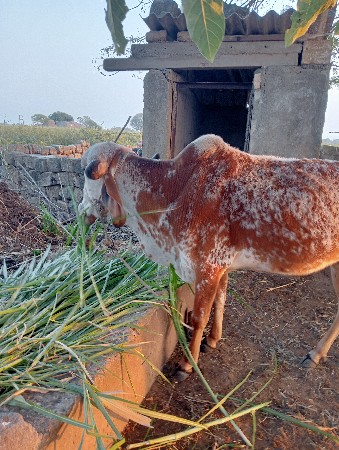 थंबनेल 2