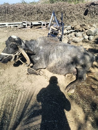 थंबनेल 2