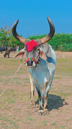 थंबनेल 2