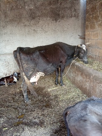 थंबनेल 2