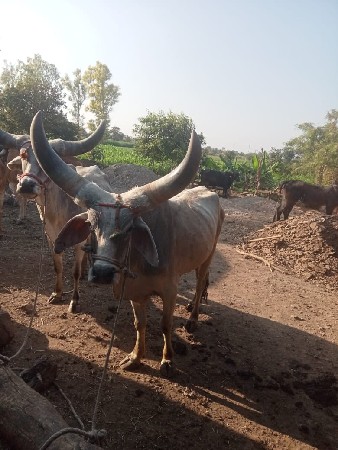 વેચવાના