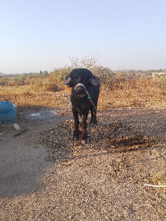 પાડો વેચવાનો છે