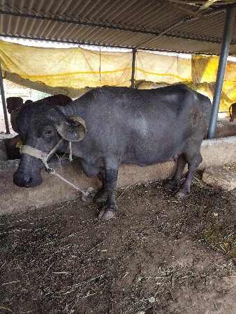 વેચવાની સે