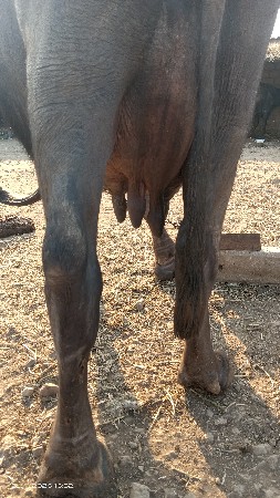 थंबनेल 3